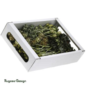 Exoten-Sortiment, lime/raureif, 8fach